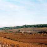 Une partie des vignes du Domaine, côté Sud-Est