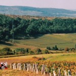 Pendant les vendanges